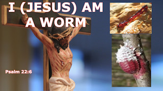Bellator Christi;Cancaonova.com;FaceBook What does it mean that Jesus is a worm, Psalm 22:6?